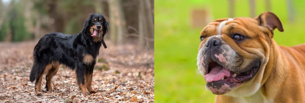 Miniature English Bulldog vs Hovawart - Breed Comparison
