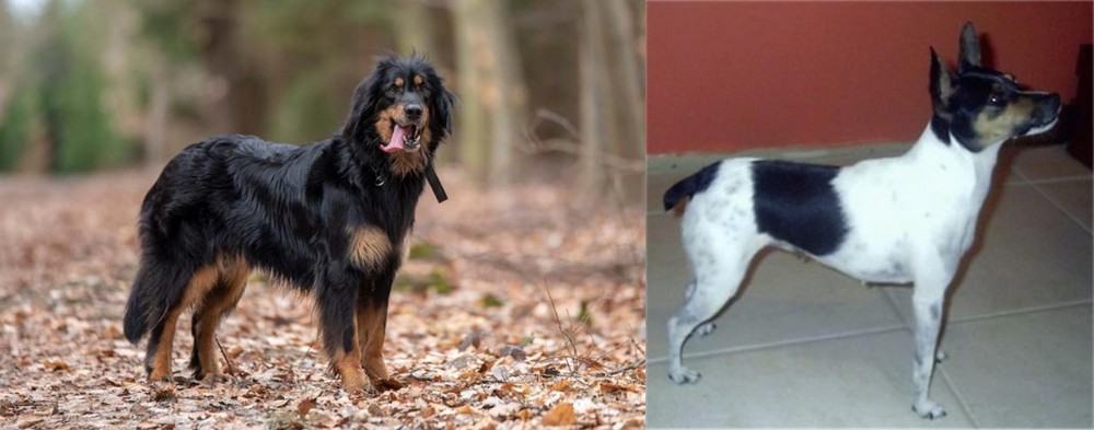 Miniature Fox Terrier vs Hovawart - Breed Comparison