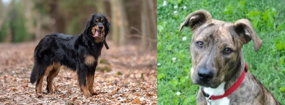 Mountain Cur vs Hovawart - Breed Comparison