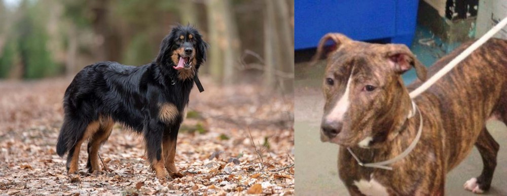 Mountain View Cur vs Hovawart - Breed Comparison