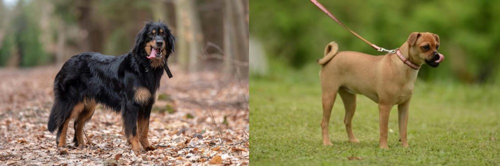Muggin vs Hovawart - Breed Comparison