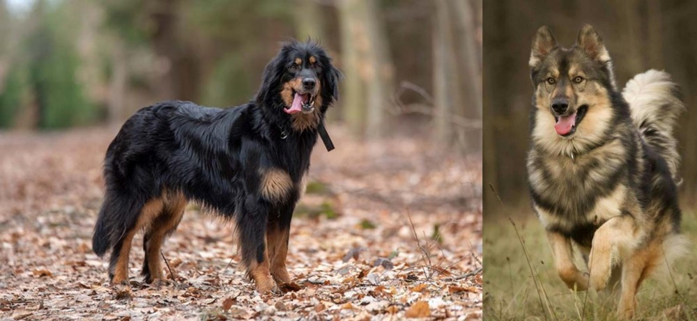 Native American Indian Dog vs Hovawart - Breed Comparison