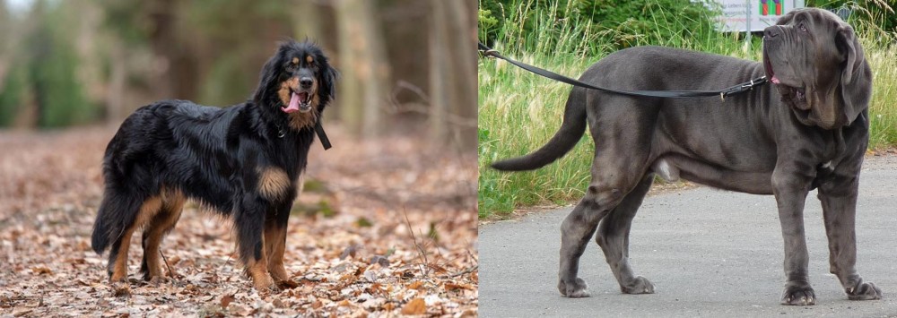 Neapolitan Mastiff vs Hovawart - Breed Comparison