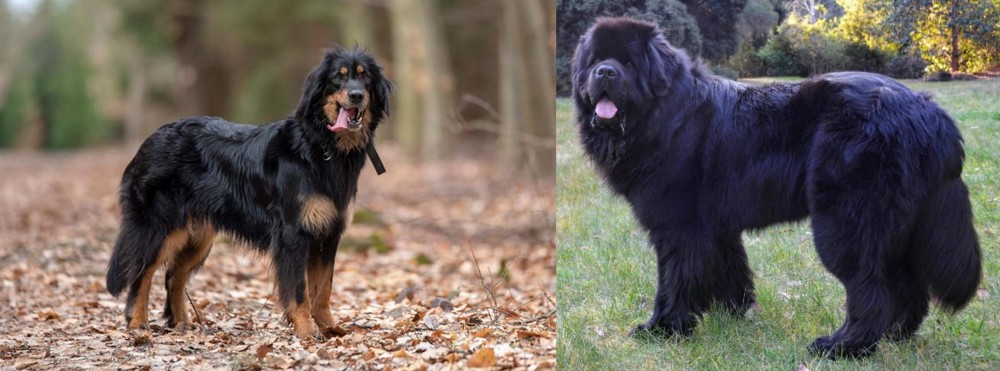 Newfoundland Dog vs Hovawart - Breed Comparison