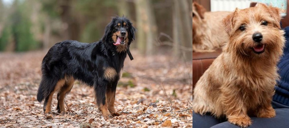 Norfolk Terrier vs Hovawart - Breed Comparison