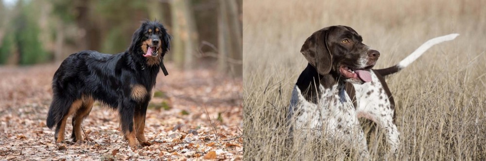 Old Danish Pointer vs Hovawart - Breed Comparison