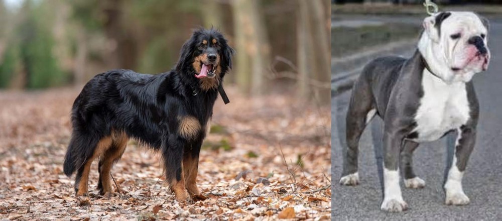 Old English Bulldog vs Hovawart - Breed Comparison