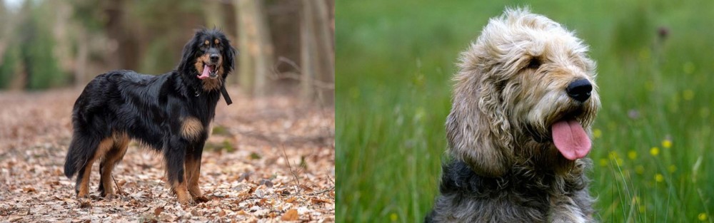 Otterhound vs Hovawart - Breed Comparison