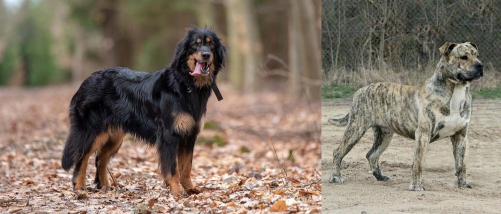Perro de Presa Mallorquin vs Hovawart - Breed Comparison