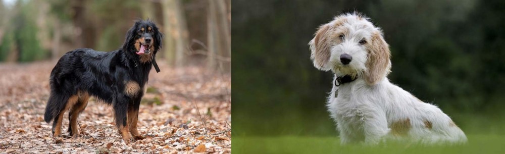 Petit Basset Griffon Vendeen vs Hovawart - Breed Comparison