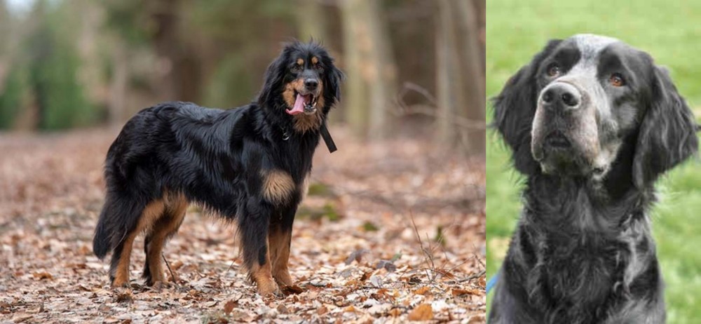Picardy Spaniel vs Hovawart - Breed Comparison