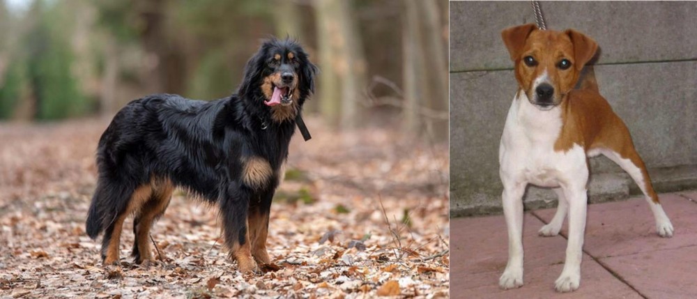 Plummer Terrier vs Hovawart - Breed Comparison