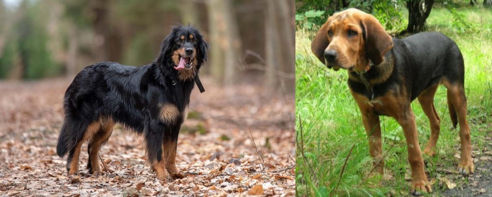 Polish Hound vs Hovawart - Breed Comparison