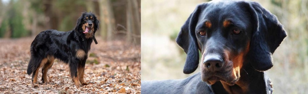 Polish Hunting Dog vs Hovawart - Breed Comparison