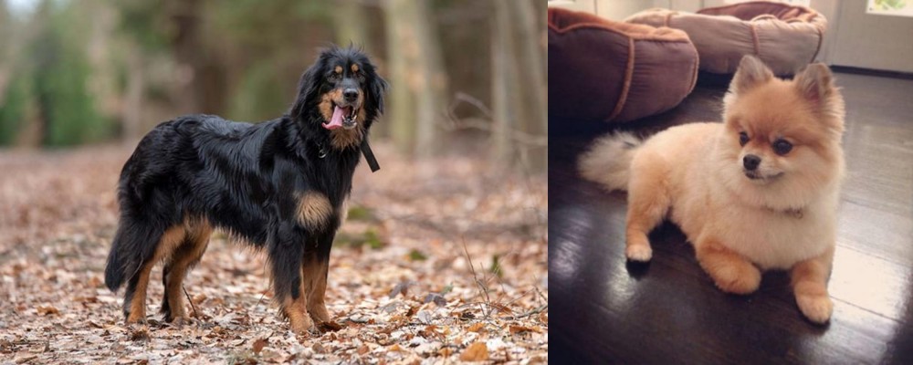 Pomeranian vs Hovawart - Breed Comparison