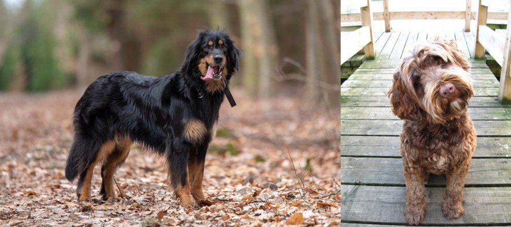Portuguese Water Dog vs Hovawart - Breed Comparison