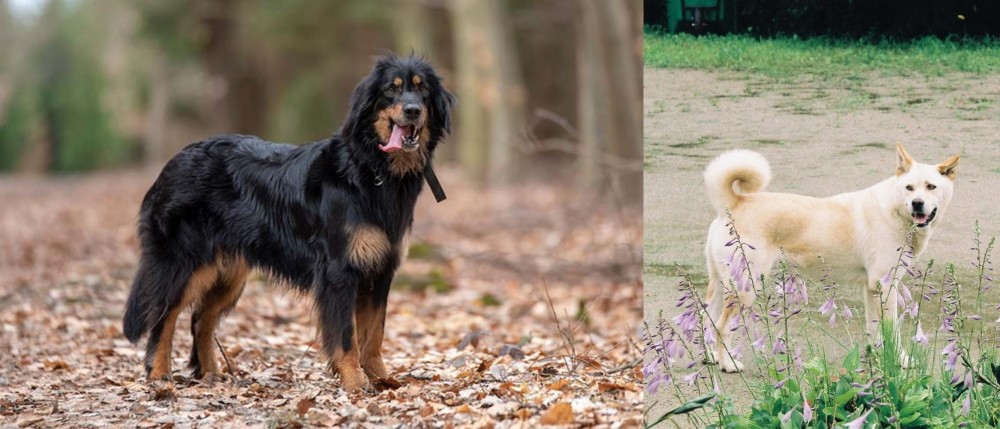 Pungsan Dog vs Hovawart - Breed Comparison