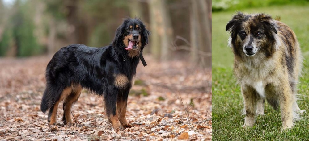 Pyrenean Shepherd vs Hovawart - Breed Comparison