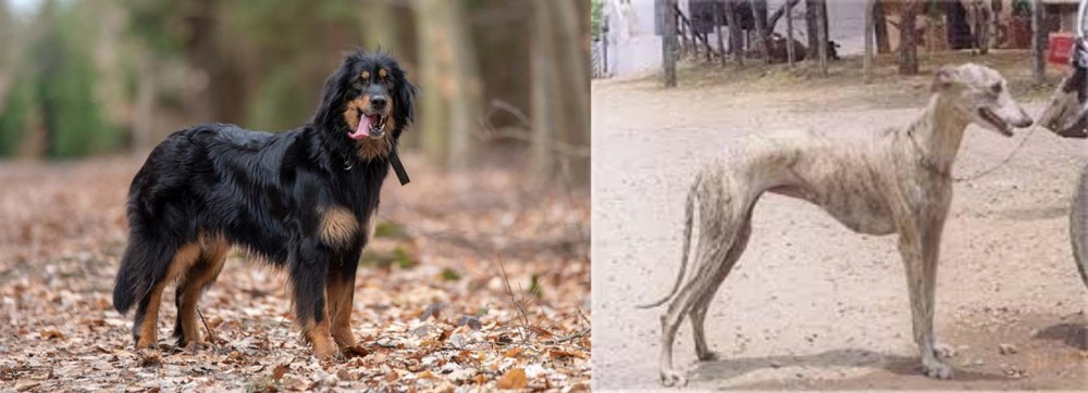 Rampur Greyhound vs Hovawart - Breed Comparison