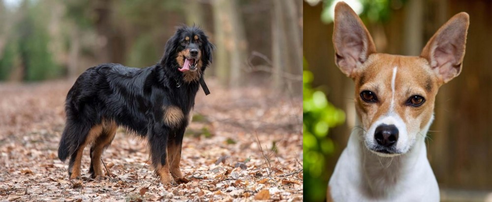 Rat Terrier vs Hovawart - Breed Comparison