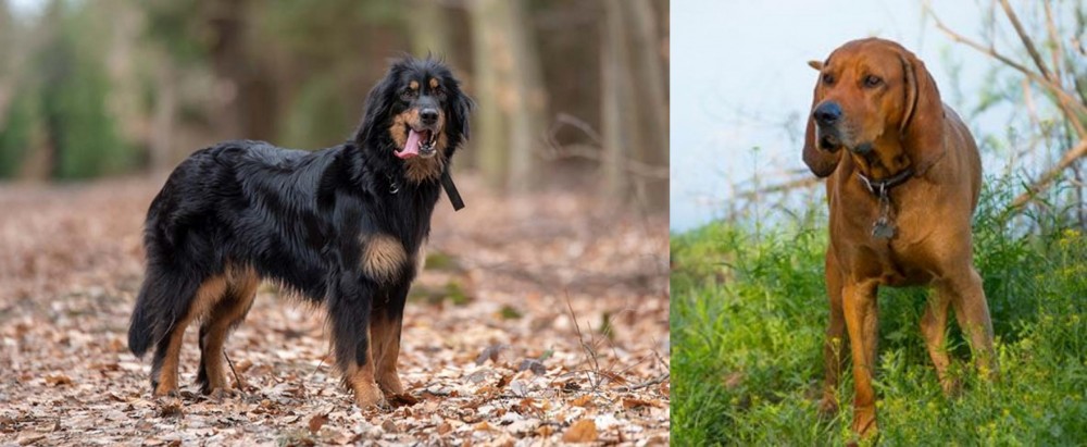 Redbone Coonhound vs Hovawart - Breed Comparison