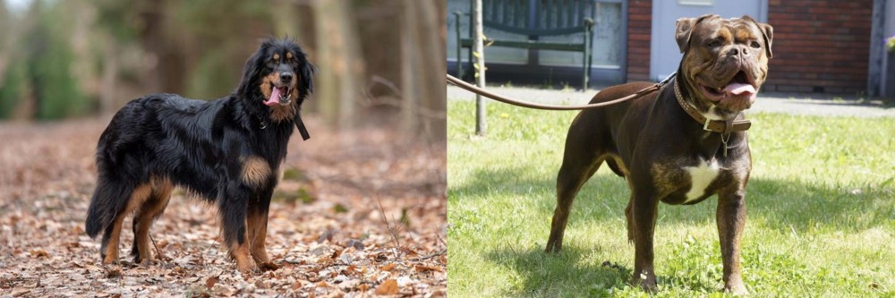 Renascence Bulldogge vs Hovawart - Breed Comparison