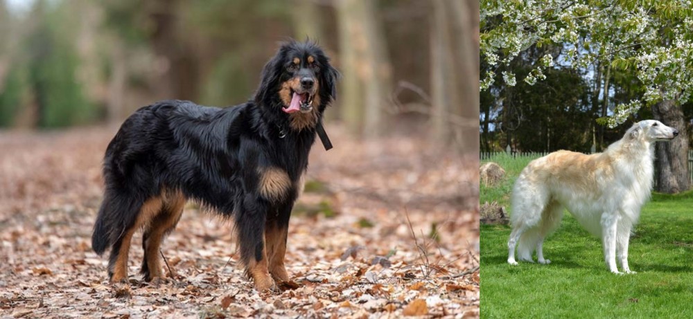 Russian Hound vs Hovawart - Breed Comparison