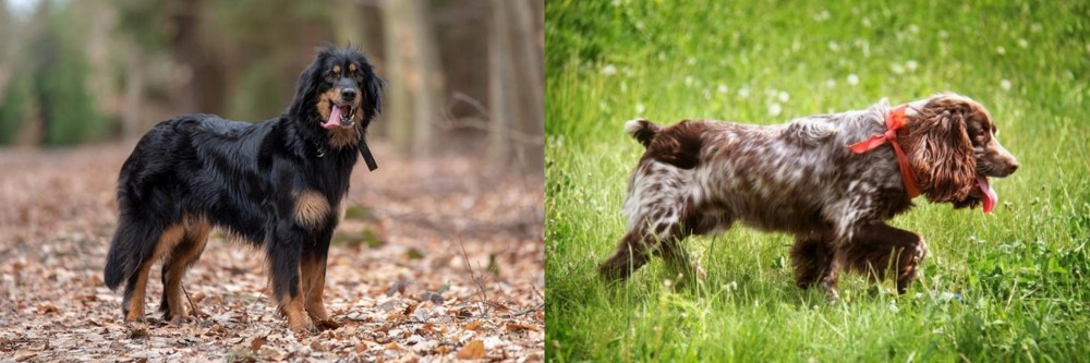 Russian Spaniel vs Hovawart - Breed Comparison