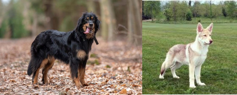 Saarlooswolfhond vs Hovawart - Breed Comparison