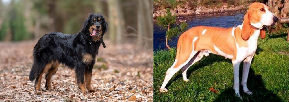 Schweizer Laufhund vs Hovawart - Breed Comparison