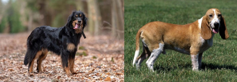 Schweizer Niederlaufhund vs Hovawart - Breed Comparison