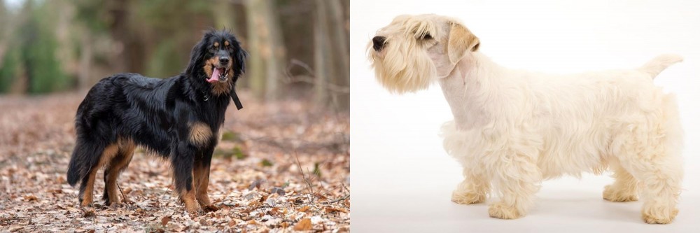 Sealyham Terrier vs Hovawart - Breed Comparison