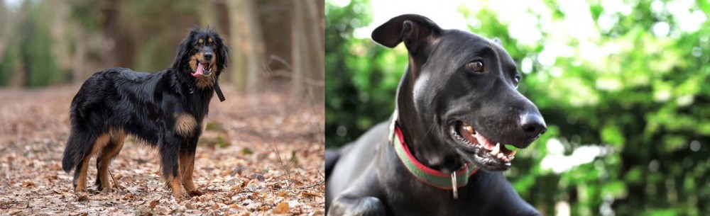 Shepard Labrador vs Hovawart - Breed Comparison