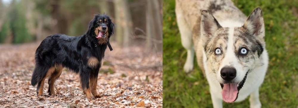 Shepherd Husky vs Hovawart - Breed Comparison