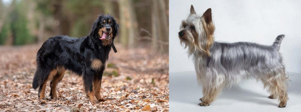 Silky Terrier vs Hovawart - Breed Comparison