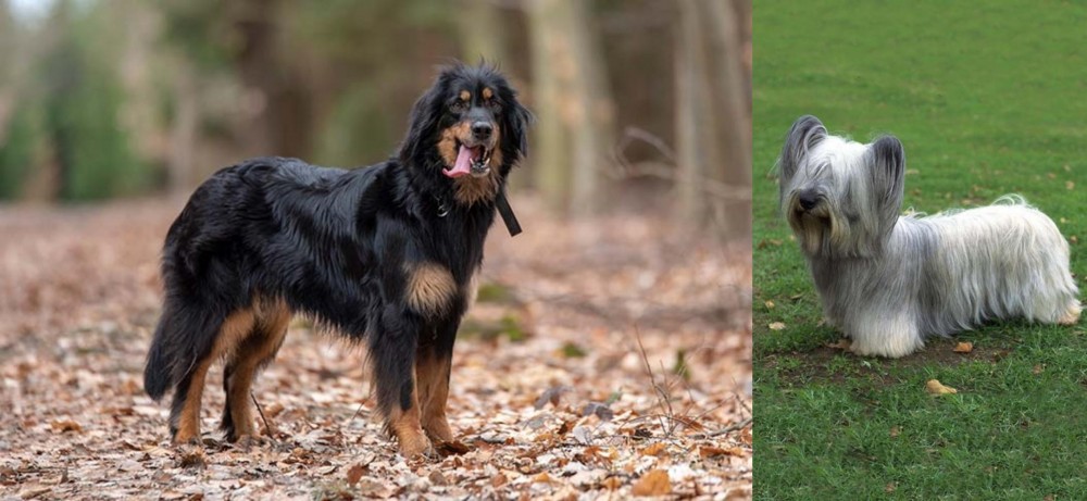 Skye Terrier vs Hovawart - Breed Comparison