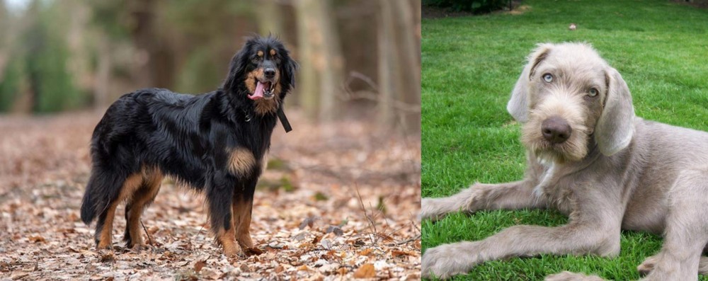Slovakian Rough Haired Pointer vs Hovawart - Breed Comparison