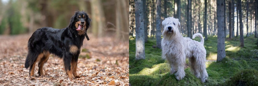 Soft-Coated Wheaten Terrier vs Hovawart - Breed Comparison