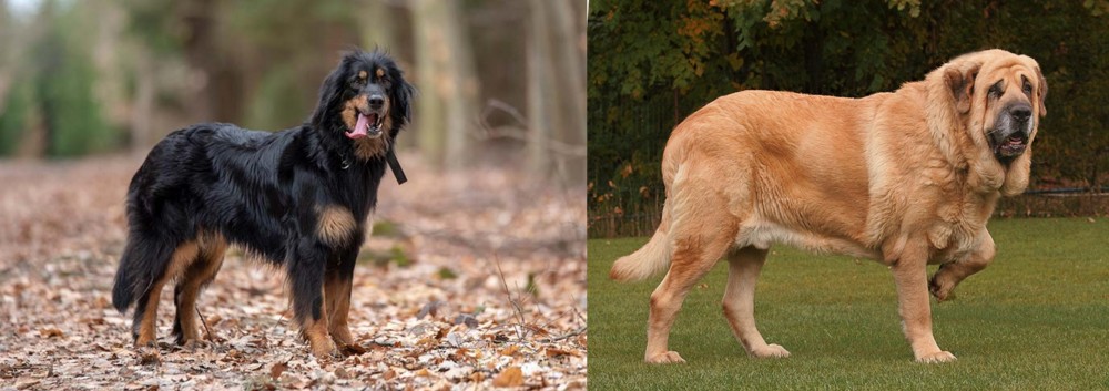 Spanish Mastiff vs Hovawart - Breed Comparison