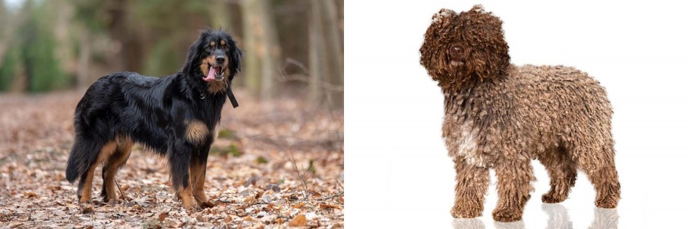 Spanish Water Dog vs Hovawart - Breed Comparison