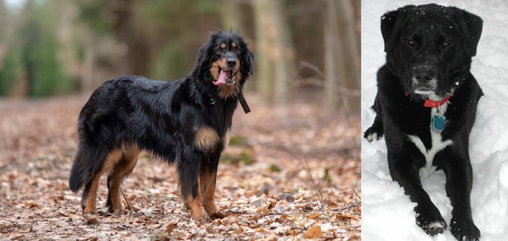 St. John's Water Dog vs Hovawart - Breed Comparison
