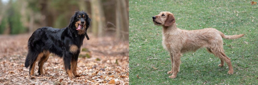 Styrian Coarse Haired Hound vs Hovawart - Breed Comparison
