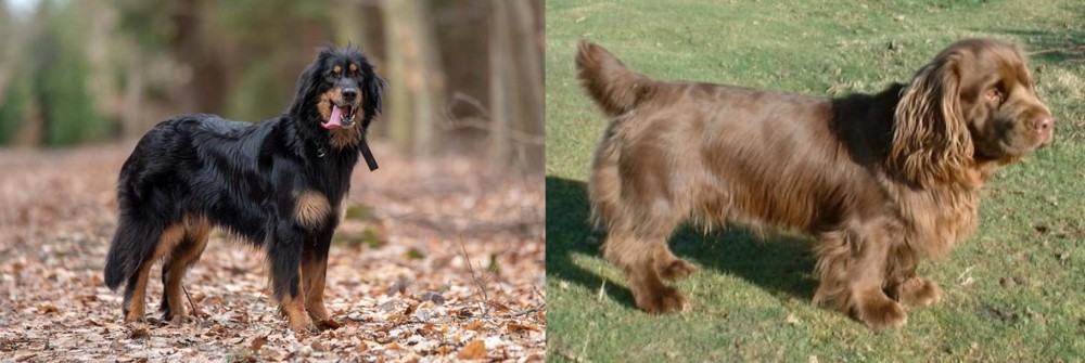 Sussex Spaniel vs Hovawart - Breed Comparison