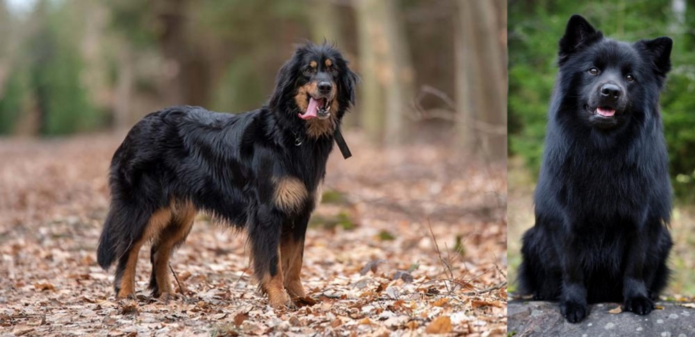 Swedish Lapphund vs Hovawart - Breed Comparison