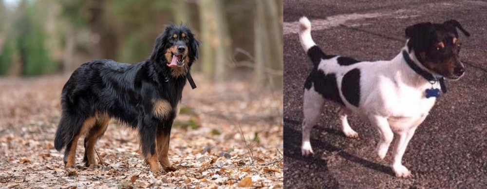 Teddy Roosevelt Terrier vs Hovawart - Breed Comparison
