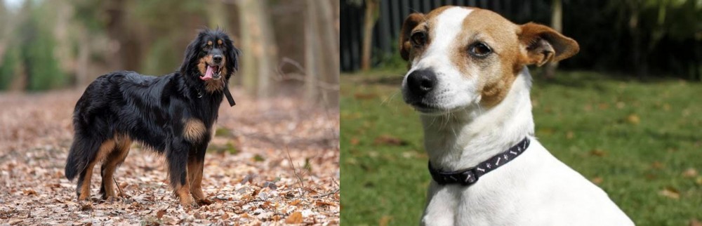 Tenterfield Terrier vs Hovawart - Breed Comparison
