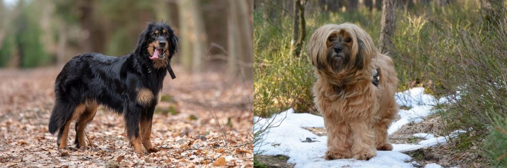 Tibetan Terrier vs Hovawart - Breed Comparison