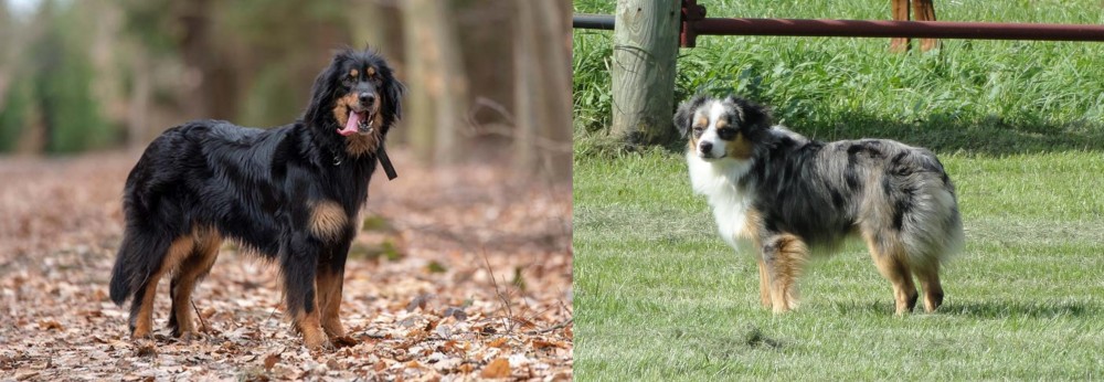 Toy Australian Shepherd vs Hovawart - Breed Comparison