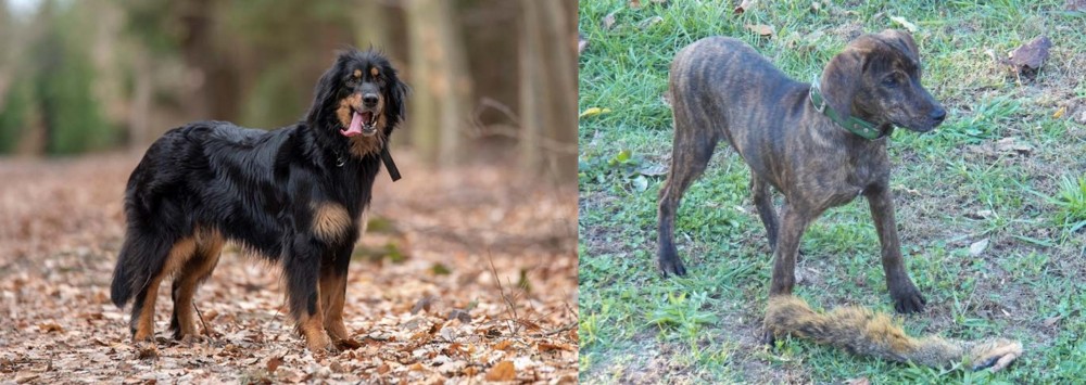 Treeing Cur vs Hovawart - Breed Comparison