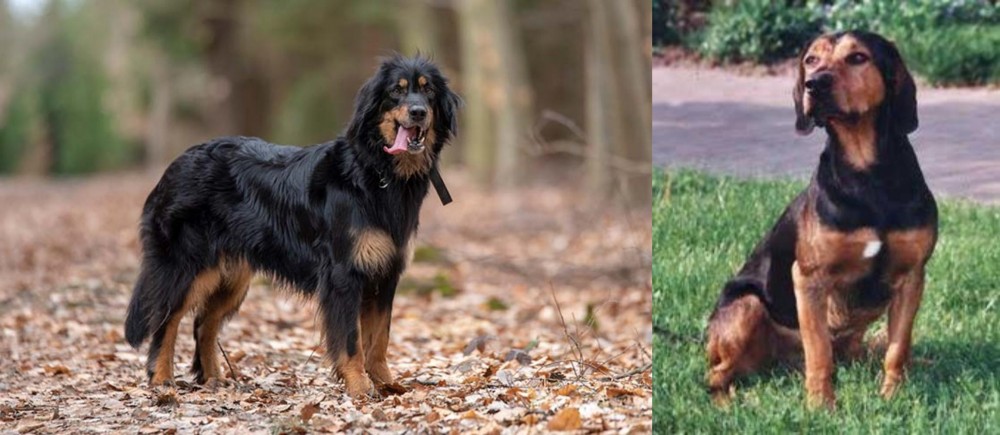 Tyrolean Hound vs Hovawart - Breed Comparison